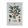 Royal Botanic Gardens Victoria Botanic Tea Towel 50x70cm Flowering Gum