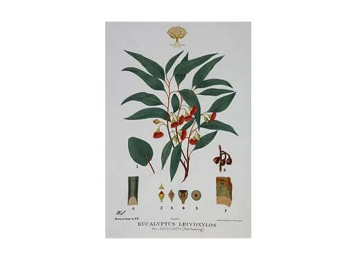 Royal Botanic Gardens Victoria Botanic Tea Towel 50x70cm Flowering Gum 3 Royal Botanic Gardens Victoria Botanic Tea Towel 50x70cm Flowering Gum