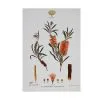 Royal Botanic Gardens Victoria Botanic Tea Towel 50x70cm Bottlebrush