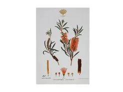 Royal Botanic Gardens Victoria Botanic Tea Towel 50x70cm Bottlebrush
