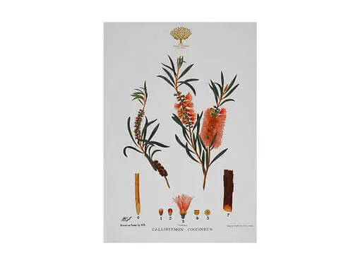 Royal Botanic Gardens Victoria Botanic Tea Towel 50x70cm Bottlebrush 3 Royal Botanic Gardens Victoria Botanic Tea Towel 50x70cm Bottlebrush