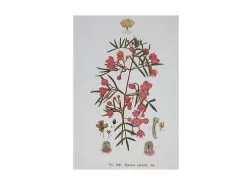 Royal Botanic Gardens Victoria Botanic Tea Towel 50x70cm Boronia