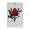 Royal Botanic Gardens Victoria Botanic Tea Towel 50x70cm Telopea -KITCHENWARE SHOP gx0015