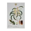 Royal Botanic Gardens Victoria Botanic Tea Towel 50x70cm Wattle -KITCHENWARE SHOP gx0016
