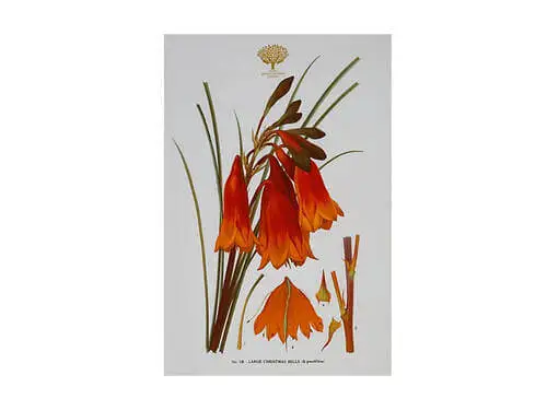 Royal Botanic Gardens Victoria Botanic Tea Towel 50x70cm Christmas Bells 3 Royal Botanic Gardens Victoria Botanic Tea Towel 50x70cm Christmas Bells