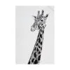 Marini Ferlazzo Tea Towel 50x70cm African Giraffe 1 Marini Ferlazzo Tea Towel 50x70cm African Giraffe -KITCHENWARE SHOP gx0022
