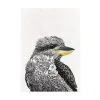 Marini Ferlazzo Birds Tea Towel 50x70cm Laughing Kookaburra 2 Marini Ferlazzo Birds Tea Towel 50x70cm Laughing Kookaburra -KITCHENWARE SHOP gx0096